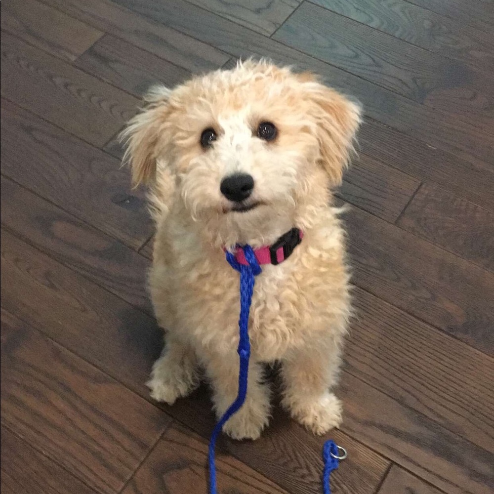 Meet your Posher, Lisa